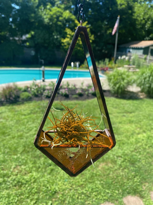 Air Plant Holder